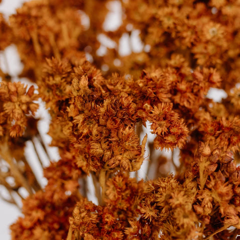 Rustic Brown Dried Andrean Asters Close Up - Image