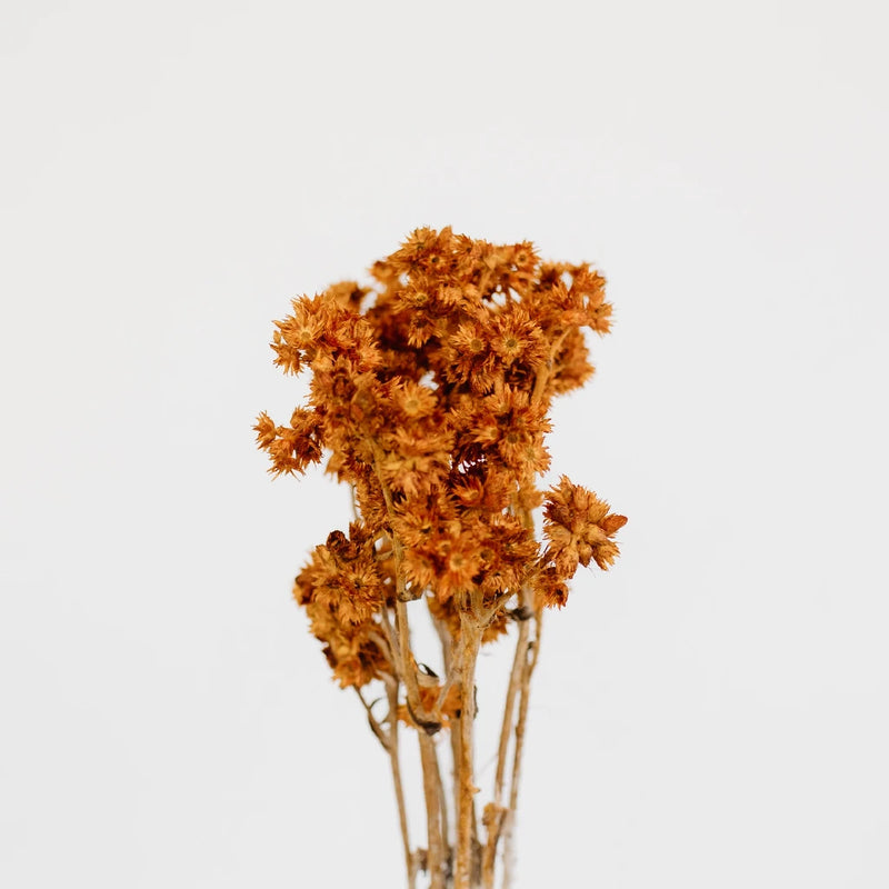Rustic Brown Dried Andrean Asters Stem - Image