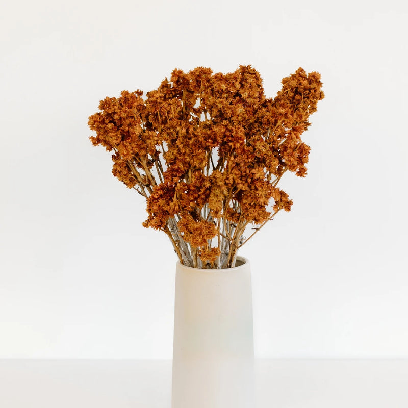 Rustic Brown Dried Andrean Asters Vase - Image