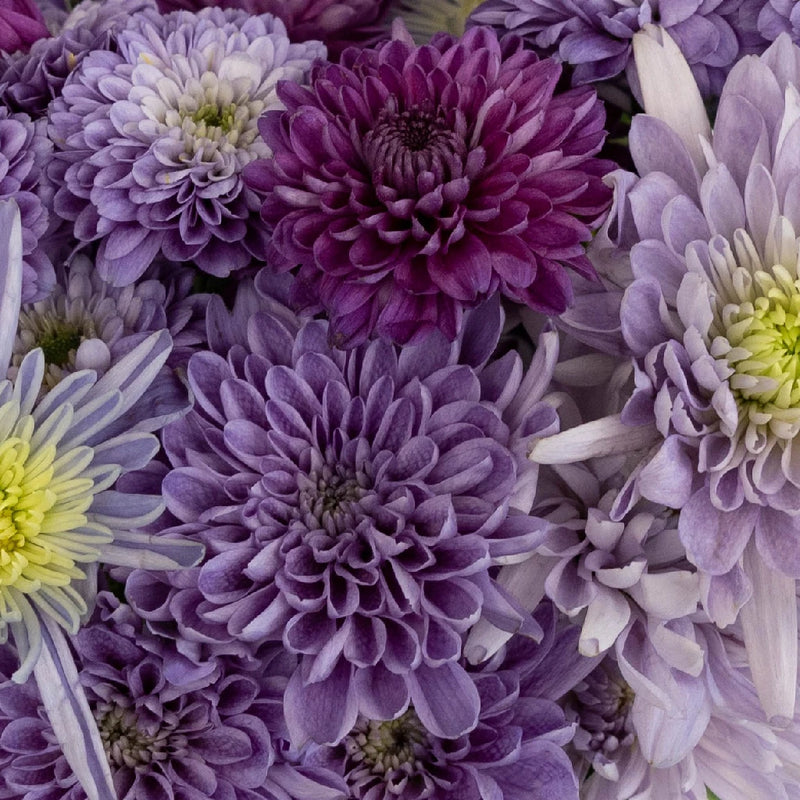 Purple Sapphire Pom Diy Flower Kit Close Up - Image