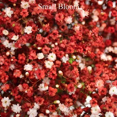 Rust Red Tinted Baby's Breath Flower
