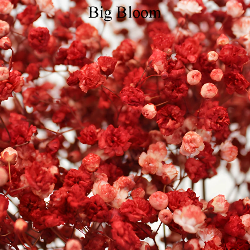 Rust Red Tinted Baby's Breath Flower
