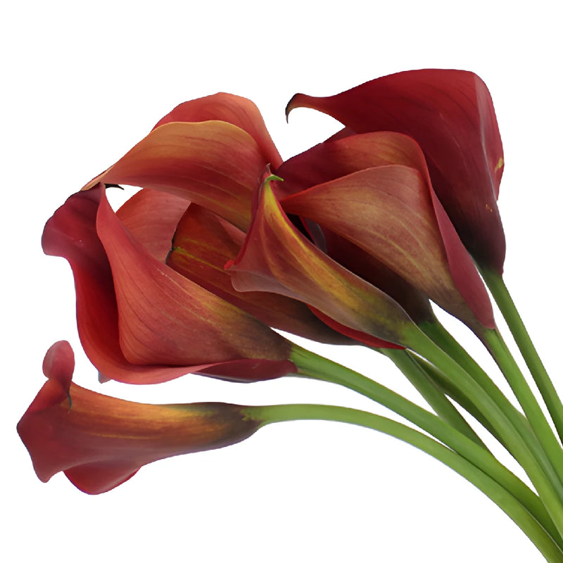 Rustic Red Mini Calla Lily Flower