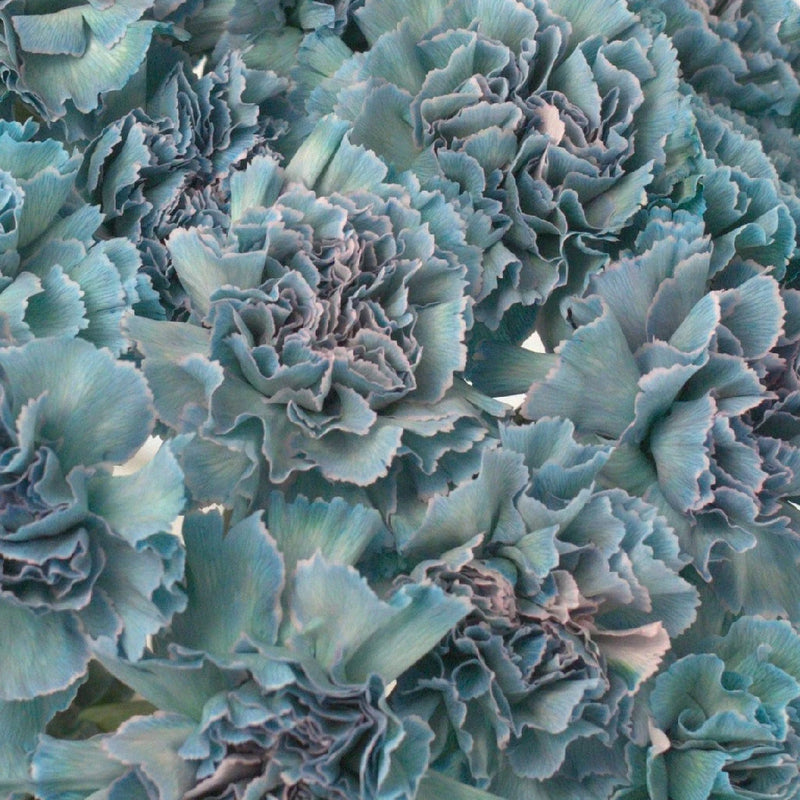 Naju Close Up - Image