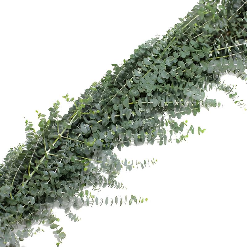 Baby Eucalyptus Garland by the foot