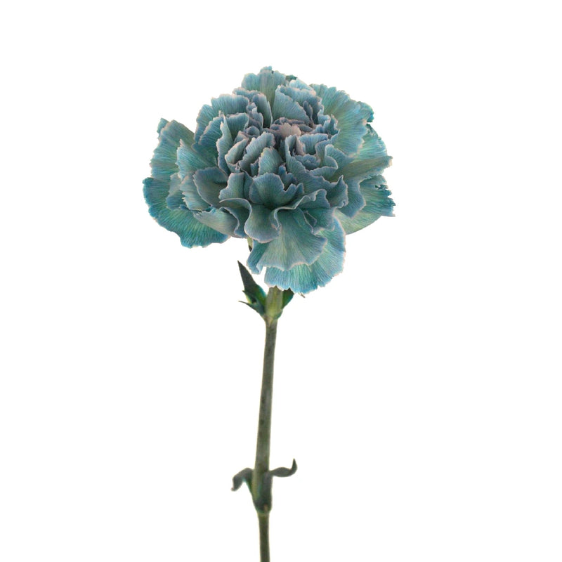 Naju Stem - Image