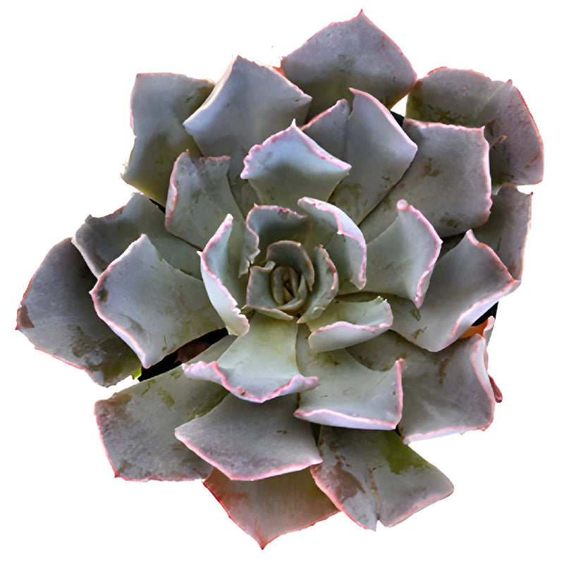 Sage Green Succulents