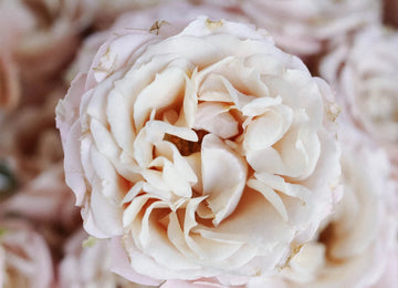 Sahara Spray Rose Close Up - Image
