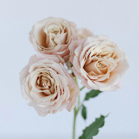 Sahara Spray Rose Stem - Image