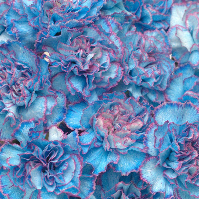 Blue Raspberry Carnation Flower Close Up - Image