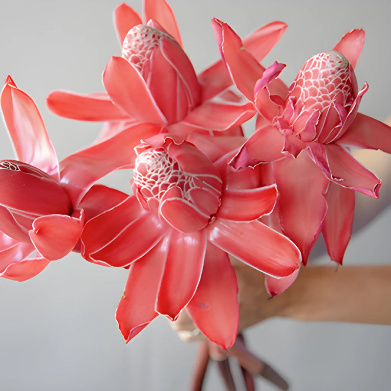 Salmon Red Torch Tropical Ginger Flowers