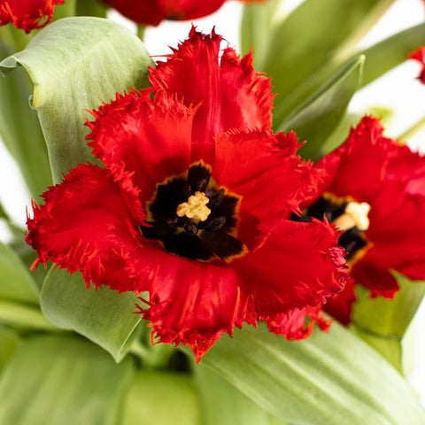 Scarlet Frill Wedding Tulip Stem - Image