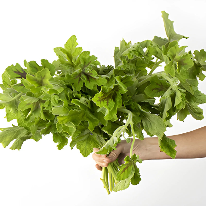 Scented Geranium Variegated Greenery