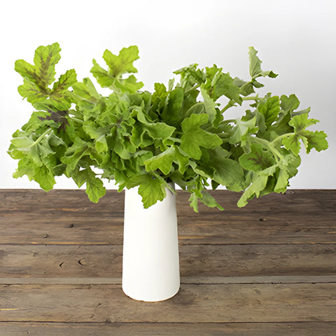 Scented Geranium Variegated Greenery