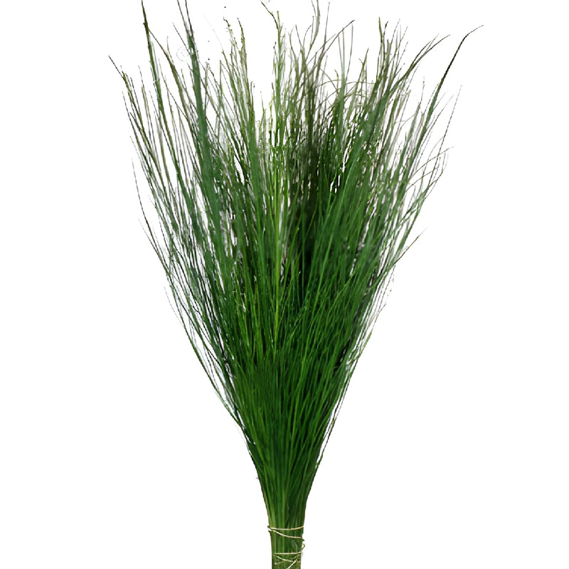 Wedding greenery scotchbroom green filler flower sold near me
