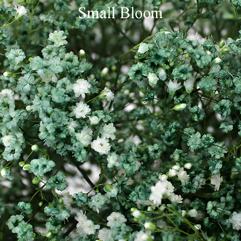 Seafoam Green Airbrushed Baby's Breath Flower