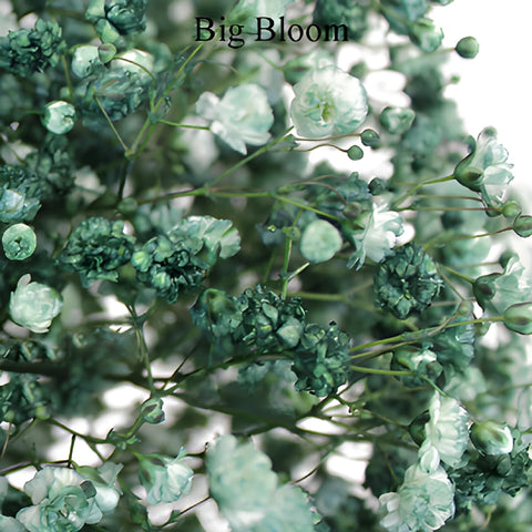 Seafoam Green Airbrushed Baby's Breath Flower