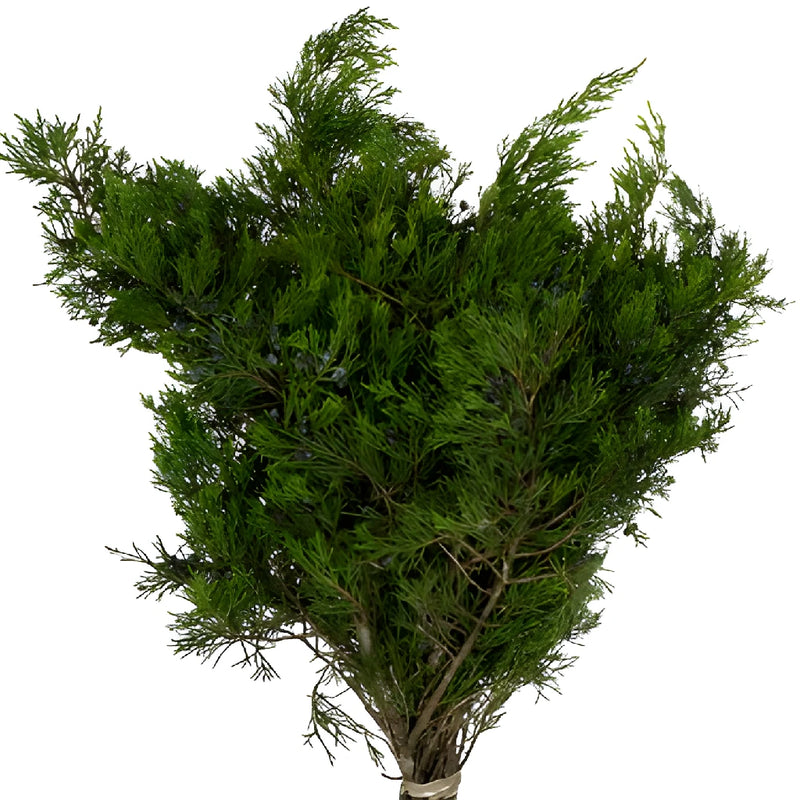 Blueberry Cedar Greenery