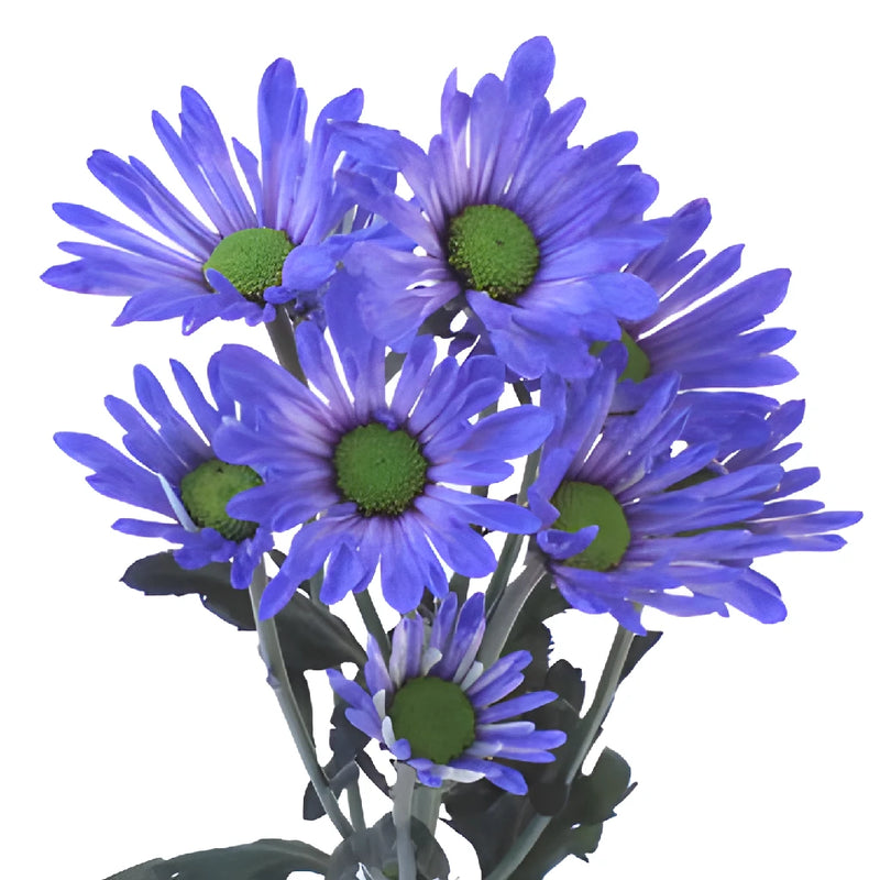 Blueberry Daisy Flower Tinted