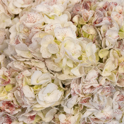 Shimmer Rouge White Hydrangea Close Up - Image