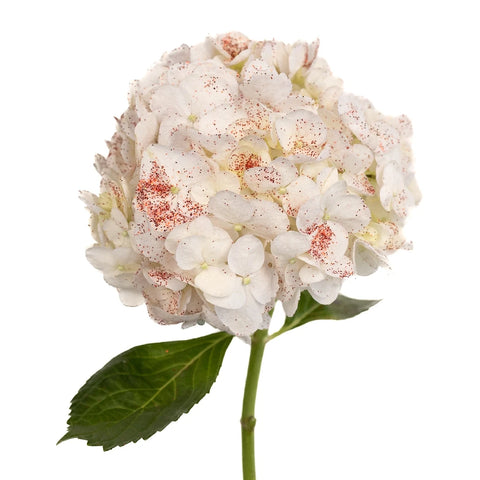 Shimmer Rouge White Hydrangea Stem - Image