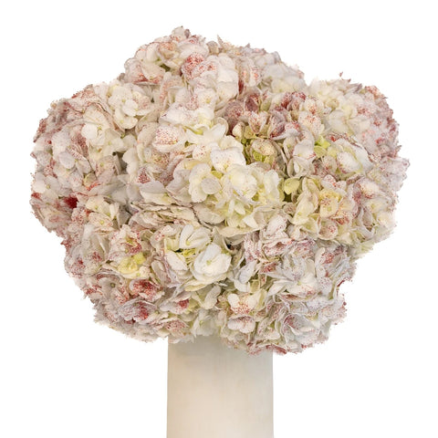 Shimmer Rouge White Hydrangea Vase - Image