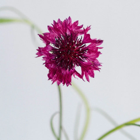 Pink Cornflowers Stem - Image