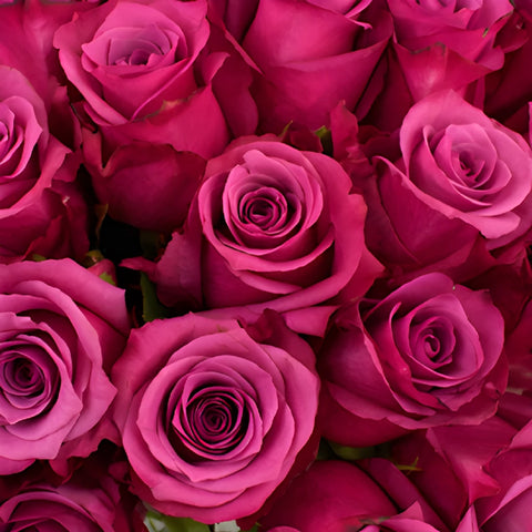 Shogun Purpleberry Rose