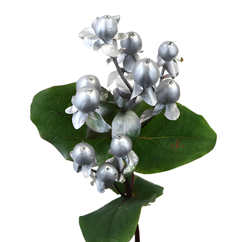 Silver Designer Tinted Hypericum Berries