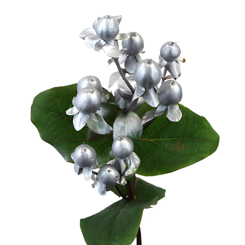 Silver Designer Tinted Hypericum Berries