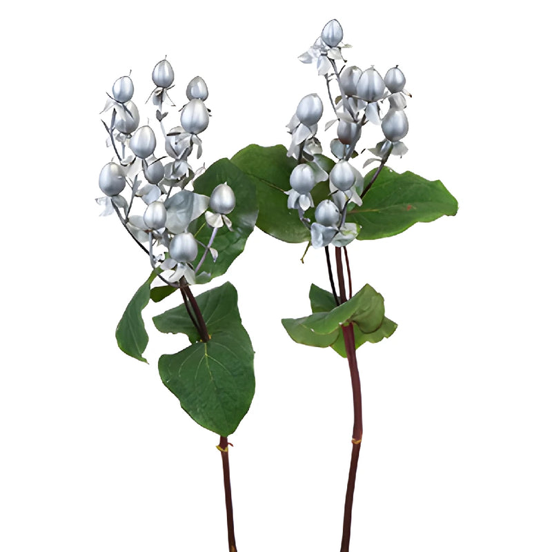 Silver Designer Tinted Hypericum Berries