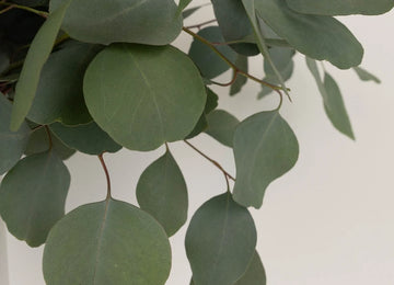 Silver Dollar Eucalyptus Greens Close Up - Image