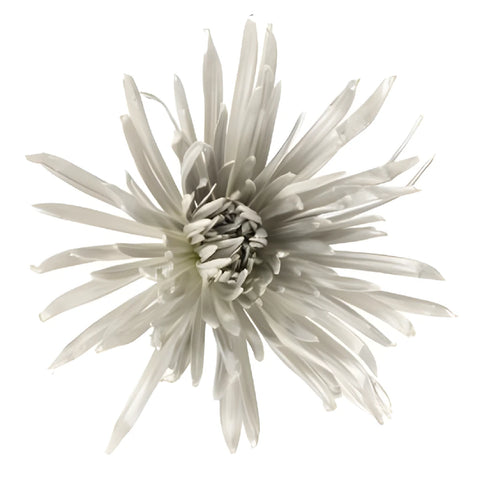 Silver Snowflake Airbrushed Spider Mum Flowers