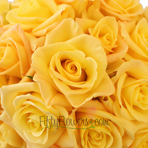 Skyline Yellow Rose