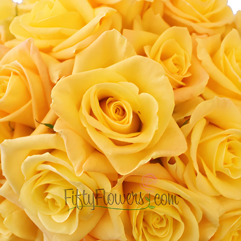Skyline Yellow Rose