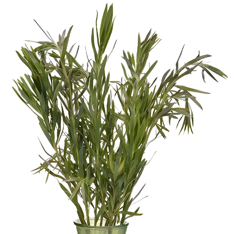 Slender Green Leucadendron