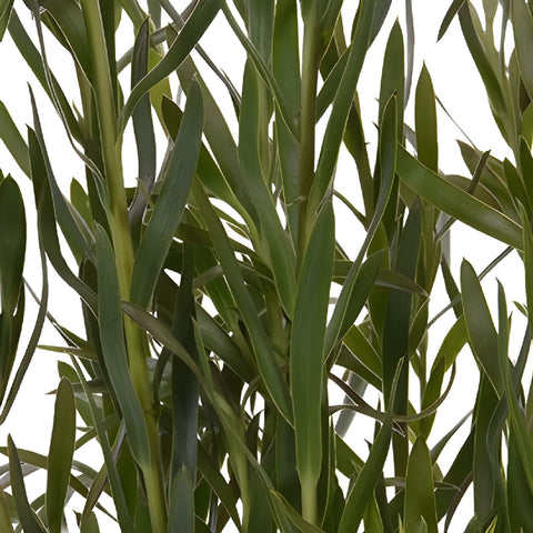 Slender Green Leucadendron
