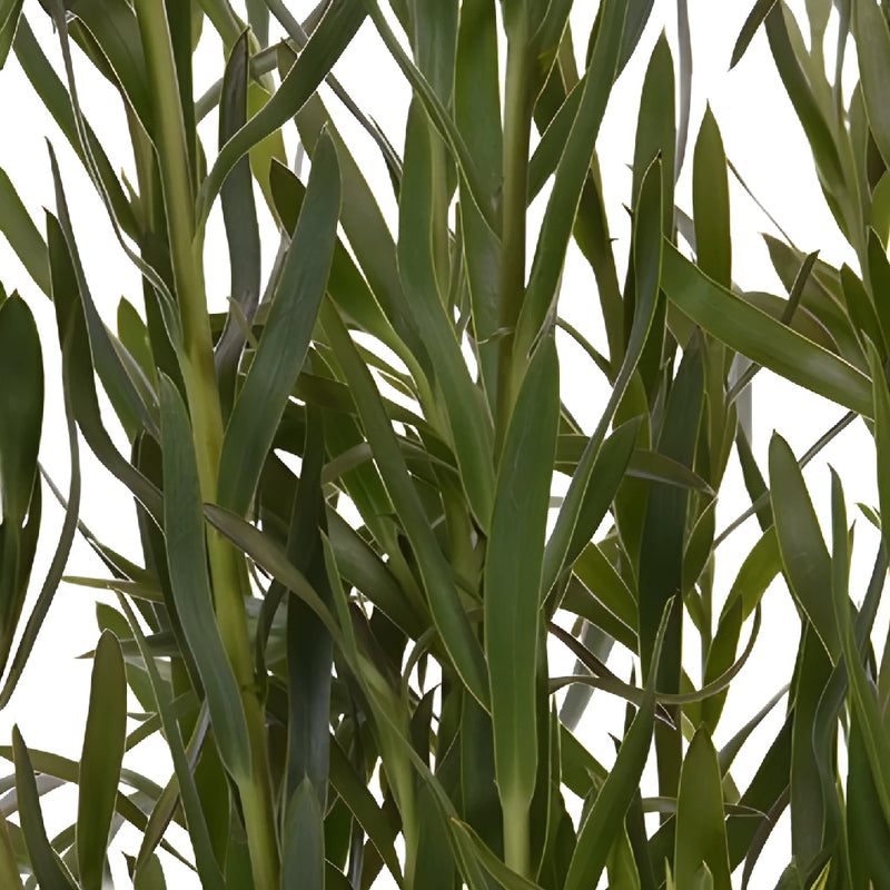 Slender Green Leucadendron