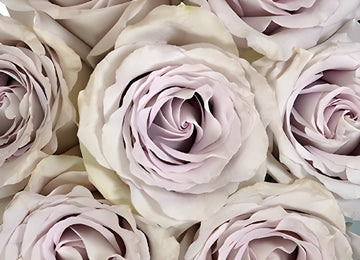 Slightly Silver Rose