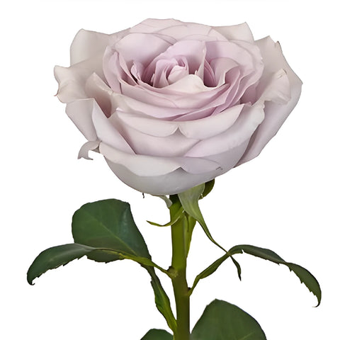 Buy Wholesale Slightly Silver Rose in Bulk - FiftyFlowers