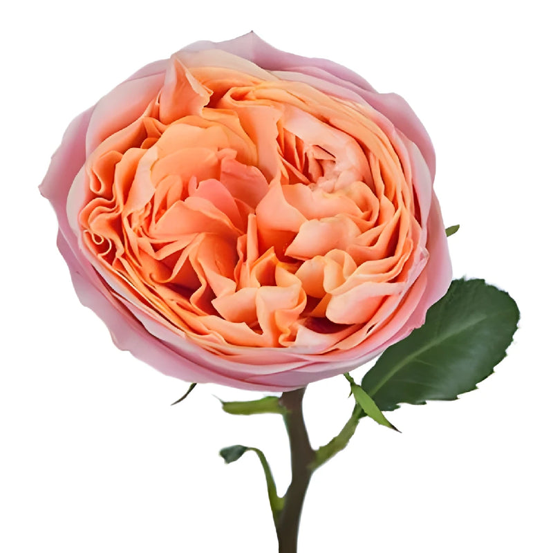 Smiles in the Sky Garden Rose Stem