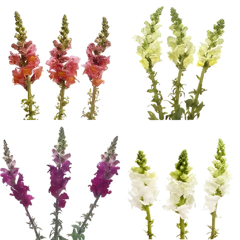 Snapdragon Farm Mix Flower