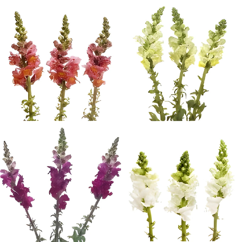Snapdragon Farm Mix Flower