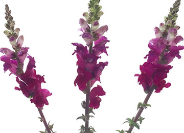 Snapdragon Purple Lavender Flower