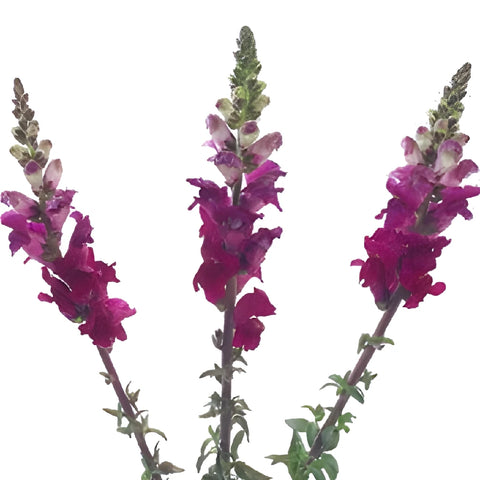 Snapdragon Purple Lavender Flower