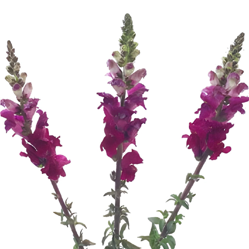 Snapdragon Purple Lavender Flower