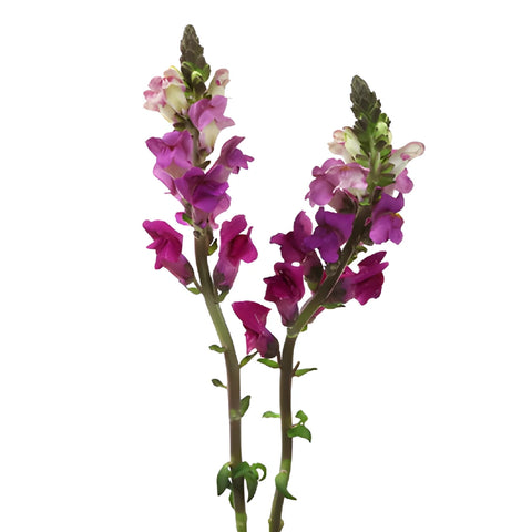 Snapdragon Purple Lavender Flower