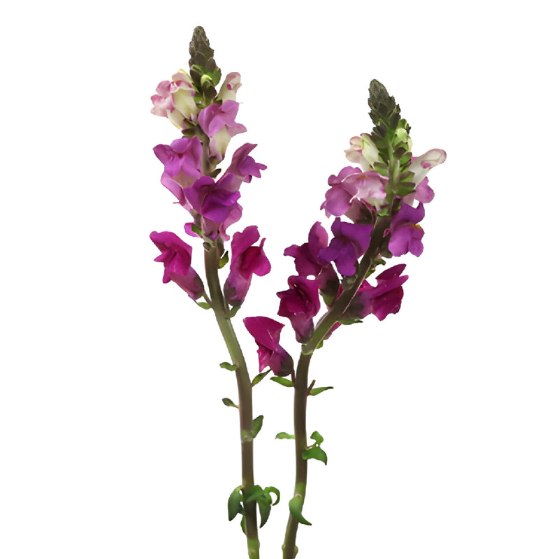 Snapdragon Purple Lavender Flower
