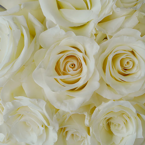 Snow Bliss Wholesale Roses
