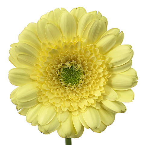 Soft Lemon Mini Gerbera Daisies